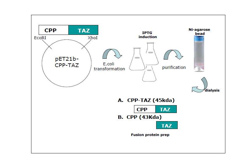 pET-TAZ와 pCPP-TAZ 발현벡터의 제조