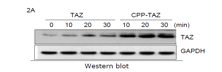 중간엽 줄기 세포배양 및 재조합 CPP-TAZ의 세포 내 투과