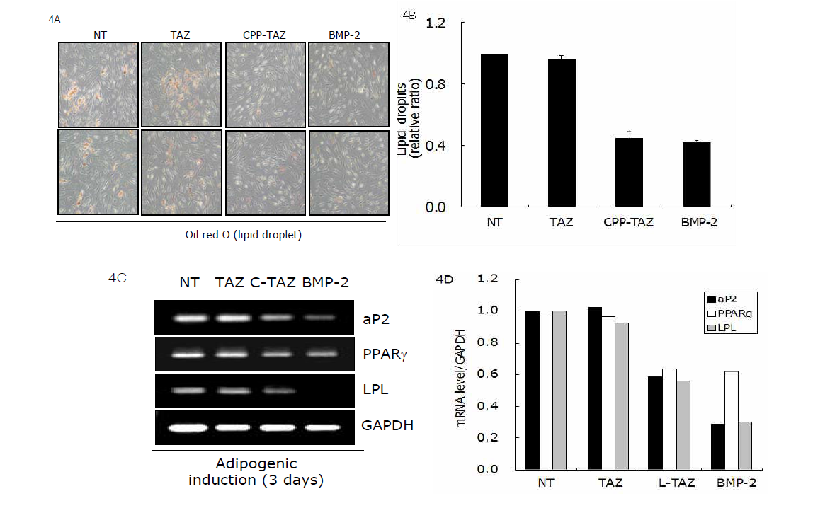 CPP-TAZ의 지방세포분화능력 억제