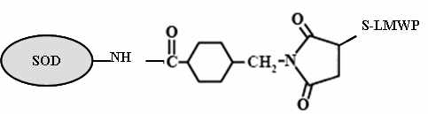약물전달체 (LMWP)-Super oxide dismutase 복합체