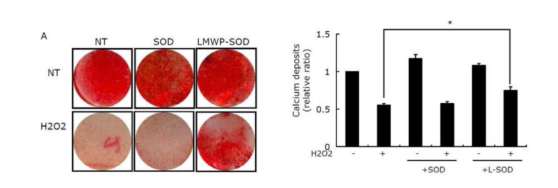LMWP-SOD 복합체의 분화억제된 모델세포의 분화능 회복 능력 확인