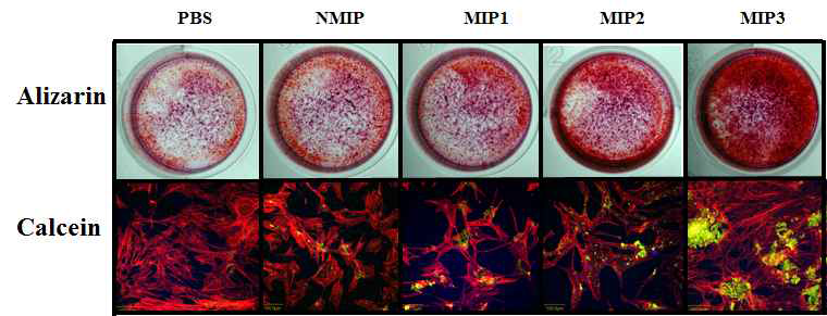 Alizarin Red S와 Calcein 형성능 확인