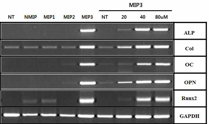 MIP처리 후 골조직 형성과 관련있는 유정자의 발현정도 확인.