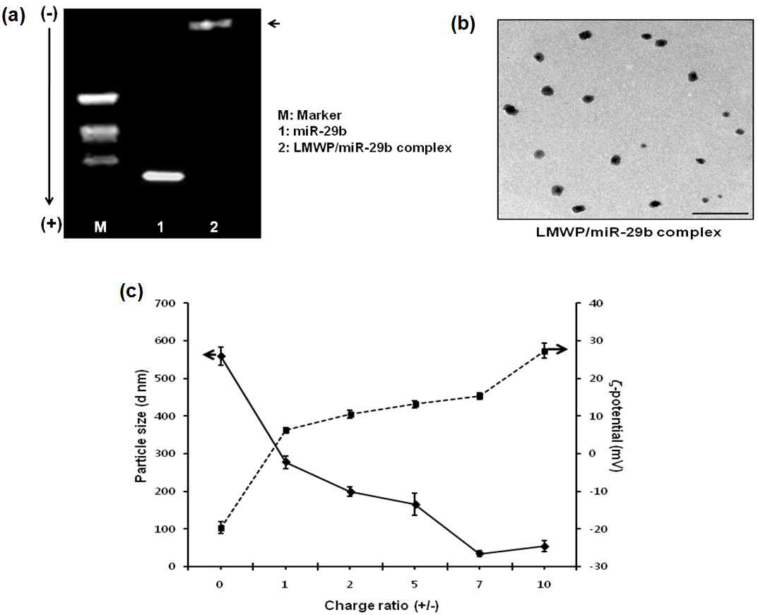 (a) 전기영동과 (b) 전자현미경으로 확인된 LMWP/miR-29b complex (c) 전하비에 따른 complex의 크기 및 표면 전하