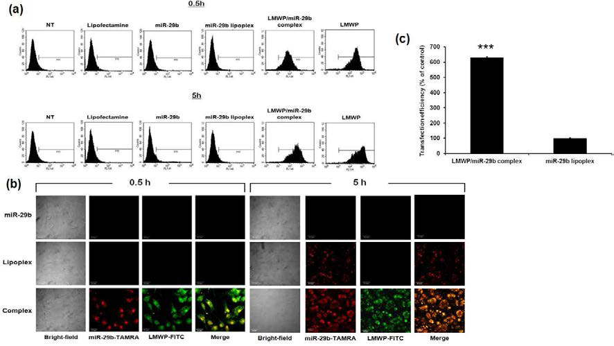 모델세포에서의 LMWP/miR-29b complex와 miR-29b lipoplex의 세포 투과능의 비교 (a) FACS (b) confocal (c) transfection 효율의 정량화