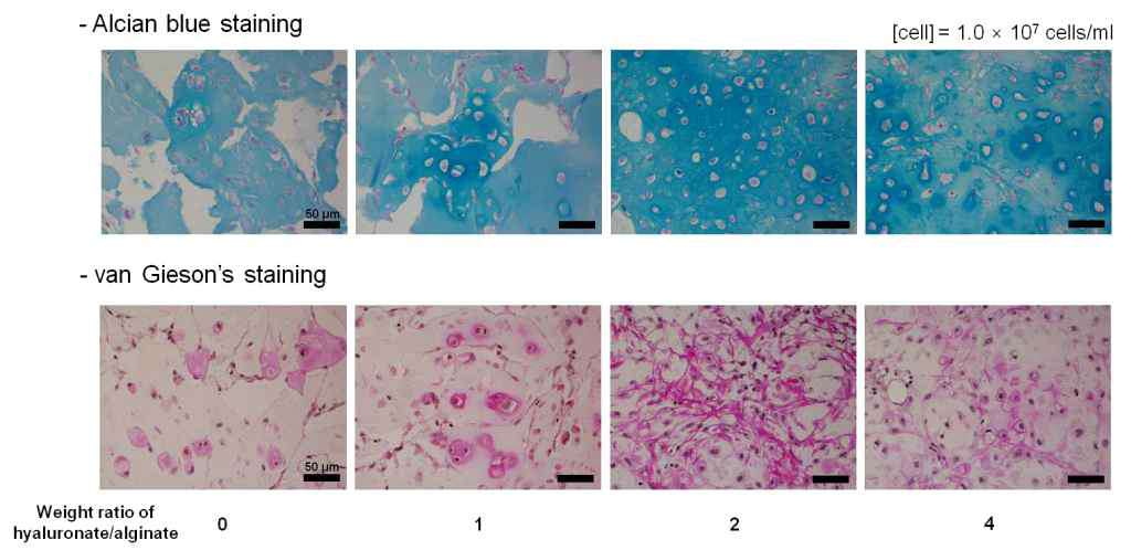 알긴산/하이알우론산의 비율에 따라 연골 조직 재생능의 차이