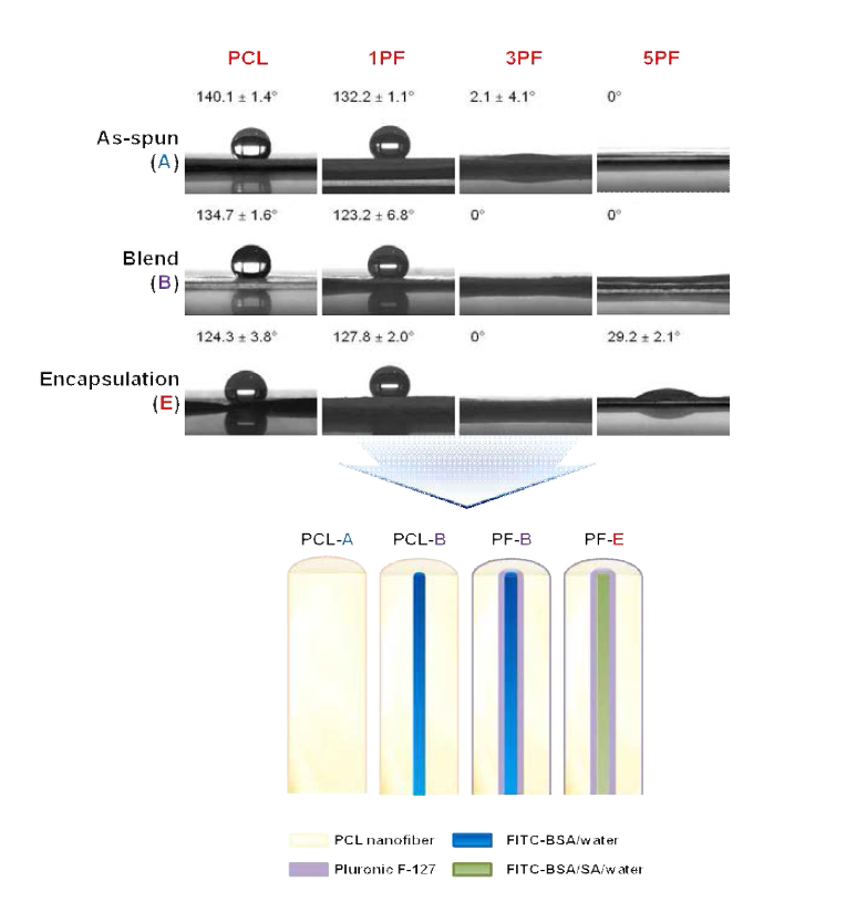 다양한 방법에 의해 도입된 BSA를 함유한 PCL 나노섬유의 물 접촉각 및 섬유 내부 첨가물질 분포 모식도