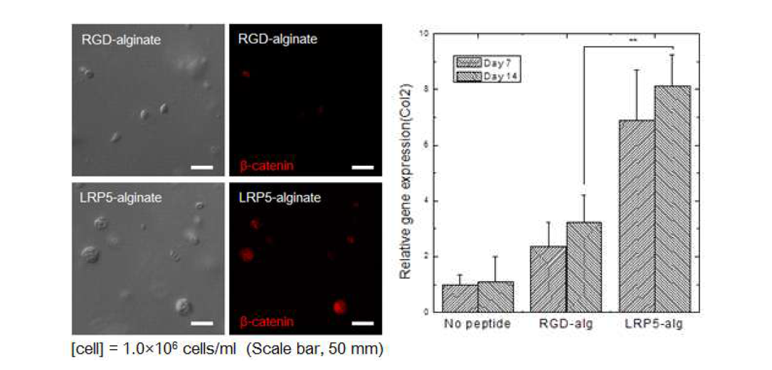 세포의 농도가 낮은 환경에서 성체줄기세포의 연골 분화도 측정 (왼쪽: LCSM image, 오른쪽: Real-time PCR을 이용한 Col2 발현량)