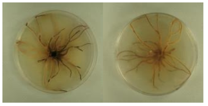 Colony morphology of A. mellea isolates on PDA at 25℃.