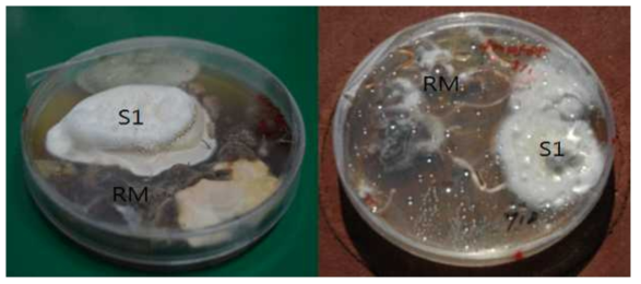 Sclerotial formation by dual culture of P. umbellatus and A. mellea