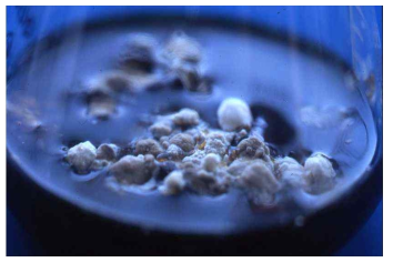 Mycelial mat formation of dual culture of P. umbellatus and A. mellea in the liquid medium.