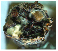 Screrotial formation of dual culture of P. umbellatus and A. mellea in the sawdust medium.