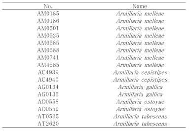 List of Armillaria strains used in this study