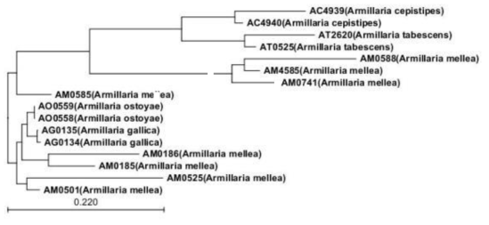 Phylogenetic tree of sixteen strains of Armillaria based on the nucleotide sequences of the ITS regions using neighbor-joining method with 1,000 boot-strapping trails.