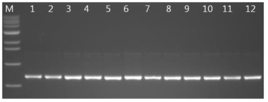 Band of PCR product of sixteen Armillaria strains.