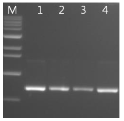 Band of PCR product of sixteen Armillaria strains.