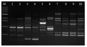 Random amplification of polymorphic DNA profiles in different strains of P. umbellatus with OPA-1 primer.