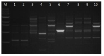 Random amplification of polymorphic DNA profiles in different strains of P. umbellatus with OPA-2 primer.