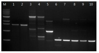 Random amplification of polymorphic DNA profiles in different strains of P. umbellatus with OPA-4 primer.