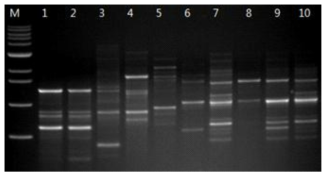 Random amplification of polymorphic DNA profiles in different strains of P. umbellatus with OPA-5 primer.