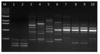 Random amplification of polymorphic DNA profiles in different strains of P. umbellatus with OPA-13 primer.