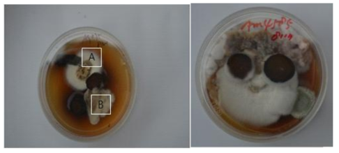 Dual culture of P. umbellatus and Armillaria sp. on oak chip media. Dual culture of P. umbellatus (A) and Armillaria sp. stacked in side by side (B).