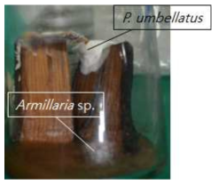 Mycelal morphology of dual culture of P. umbellatus and Armillaria spp.