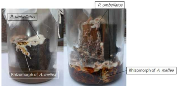 Dual culture of P. umbellatus and Armillaria spp.