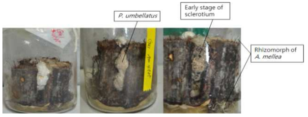 Cultural view of dual cultivation of P. umbellatus and A. mellea 4585 in bottle.