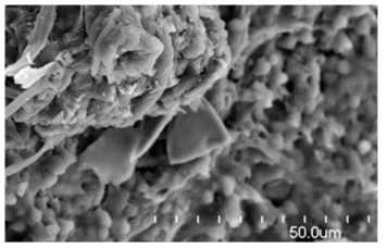 Crystals formation within medullary layer of sclerotium.