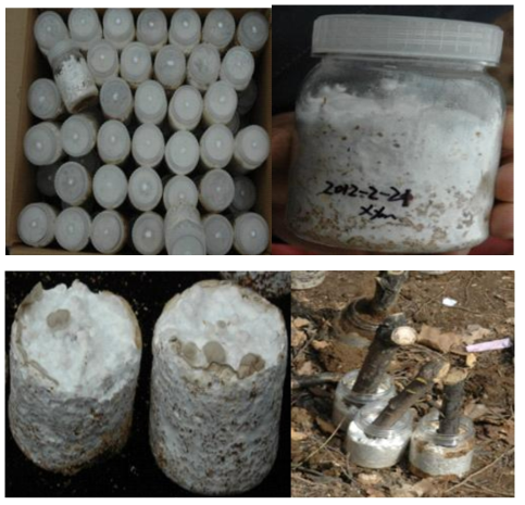The mycelia morphology of P. umbellatus cultured in sawdust medium for 3 months of 20℃ under dark condition.