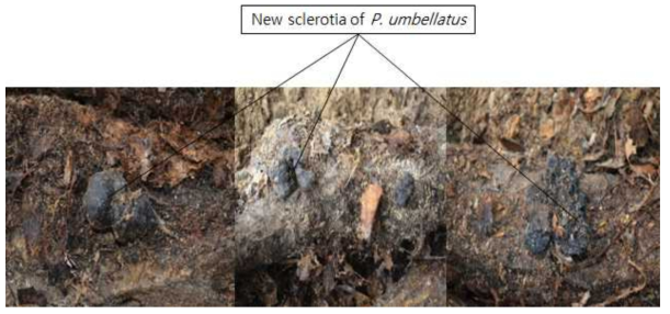 Newly developed sclerotia of P. umbellatus in oak wood log about one year after dual cultivation.