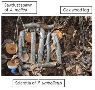 Sclerotia inoculation of P. umbellatus on A. mellea sawdust spawn with oak log layered under the oak tree roots.