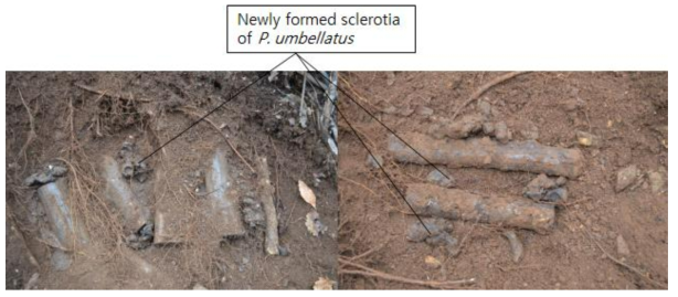 New sclerotia were formed between oak roots and A. mellea inoculated oak log about one year after dual cultivation.