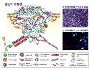 종양 미세 환경과 면역세포