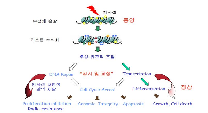 후성유전체와 방사선