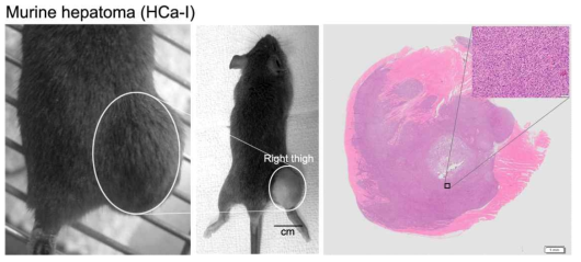 배양 된 HCa-I 세포를 이용한 이종이식 동물 모델 (왼쪽) 및 성장한 종양에 대한 조직학적 분석 (오른쪽).