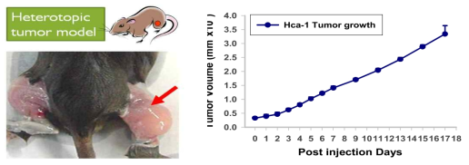 Heterotopic HCa-Ⅰ 동물 모델과 종양성장 양상.
