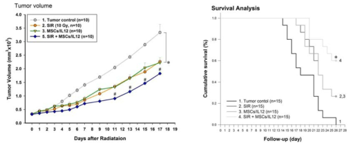 방사선 조사와 유전자 조작 MSCs/IL12의 병행 치료에 의한 종양 성장 의 억제 (왼쪽) 및 생존률의 증가 (오른쪽).