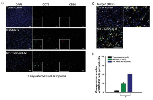 방사선 조사와 MSCs/IL12의 병행치료에 의한 종양 미세환경 내 MSCs/IL12의 종양 내 상주 증가여부 확인.