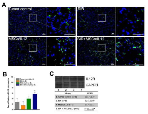 방사선 조사와 MSCs/IL12의 병행 처리에 의한 종양 미세환경 내 IL12 증 가.