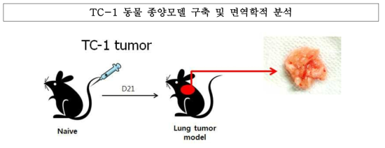 TC-1 동물 종양 모델 구축