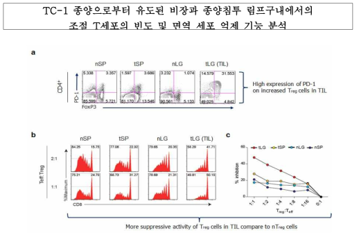 비장 및 종양 미세환경에서 분리된 조절 T 세포의 면역 세포 억제 기능