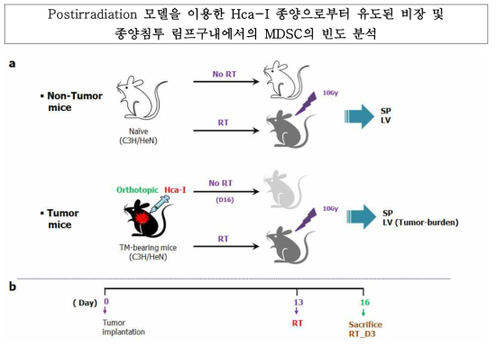 방사선 후처리를 위한 Hca-I 동물 종양 모델 구축