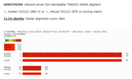 쥐와 사람의 CXCL12 mRNA 및 단백질 서열의 유사성 분석