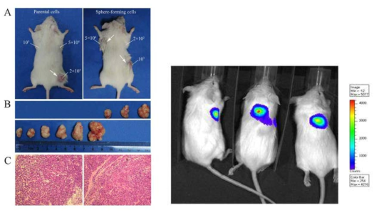 종양 부위와 종양 세포의 개수에 따른 종양 성장의 차이 (왼쪽). 비침습적 방법을 이용한 종양 성장의 확인 (오른쪽).