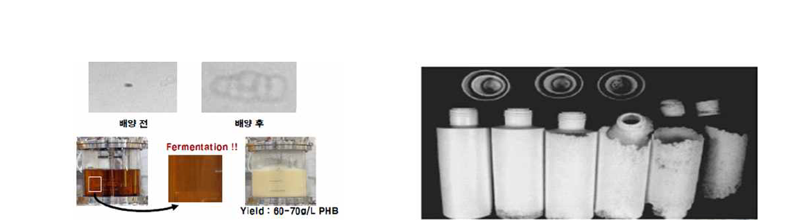 배양 전과정에서 PHB 축적과 생 분해성 플라스틱 용기의 시간에 따른 분해