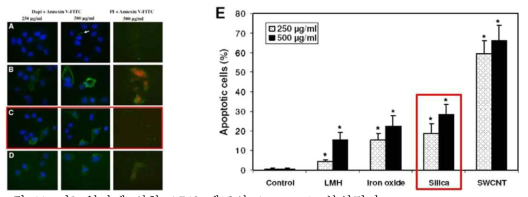 나노입자에 의한 A549 세포의 Apoptosis 분석결과