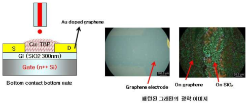 그래핀 소스/드레인 전극이 적용된 구리-테트라벤조포르피린 OTFT 구조 및 광학 이미지