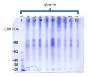 국내외산 품종별 밀 glutenin fraction의 SDS-PAGE에 의한 분리